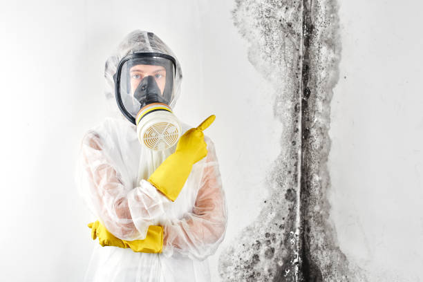 Best Asbestos and Lead Testing During Mold Inspection in Stockdale, TX